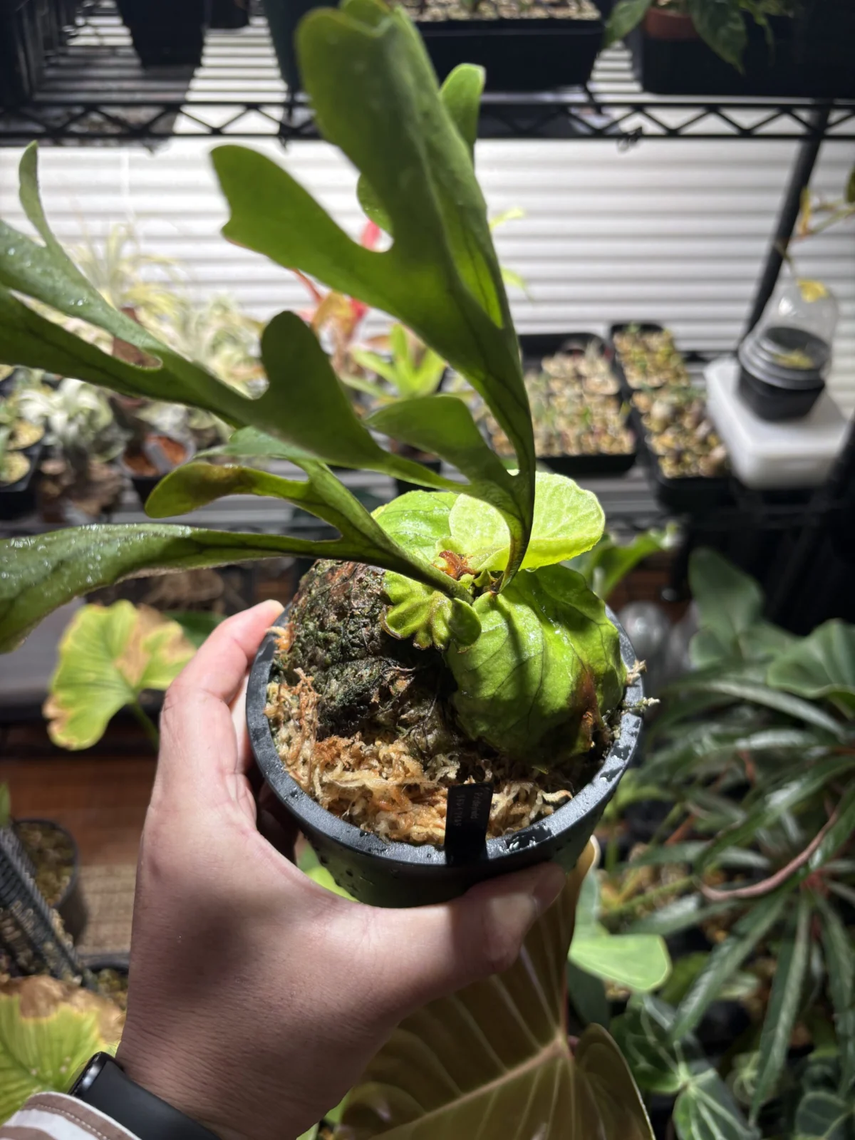 ビカクシダ リドレイ ワイルド