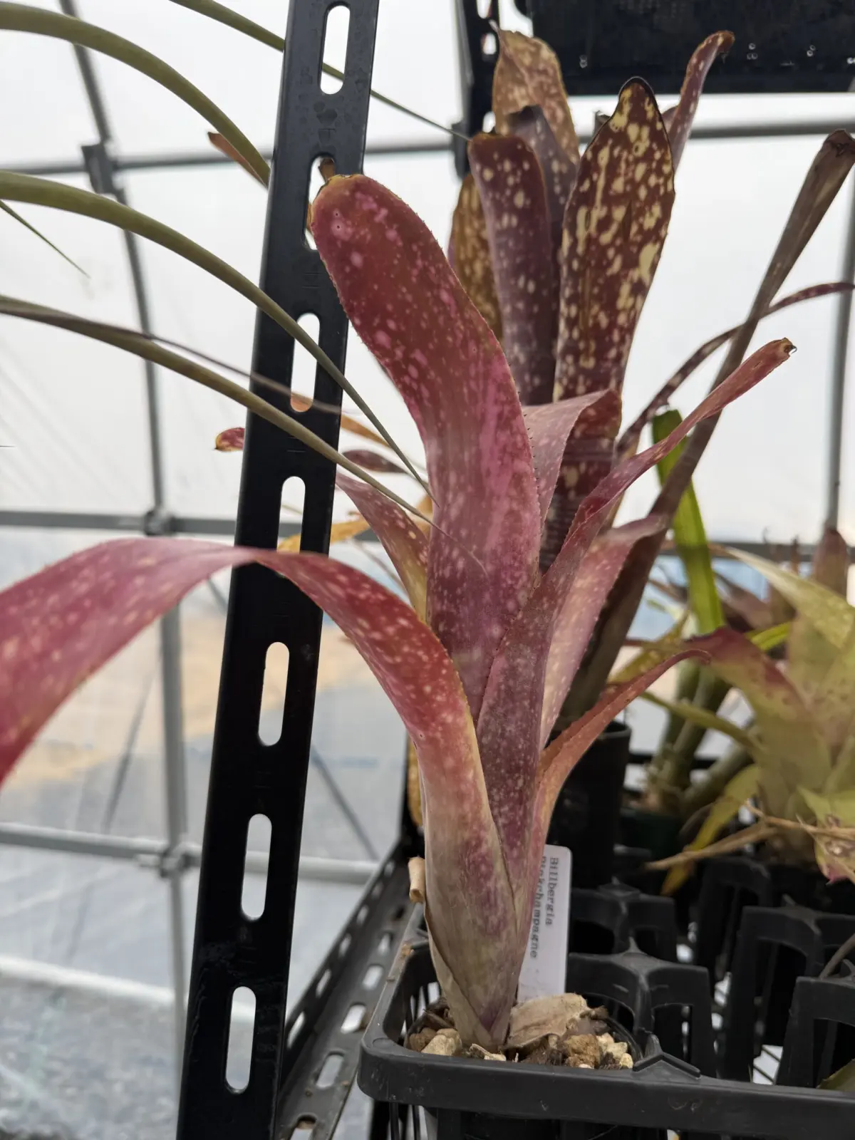 ビルベルギア ピンクシャンパン