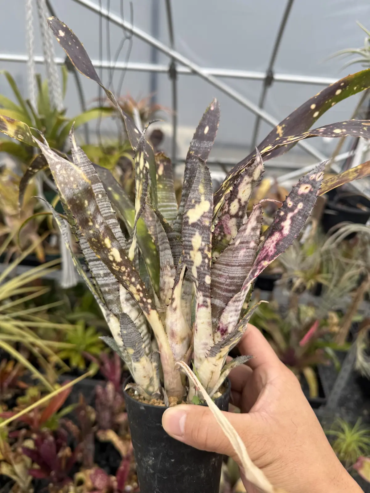 ビルベルギア エフカイ