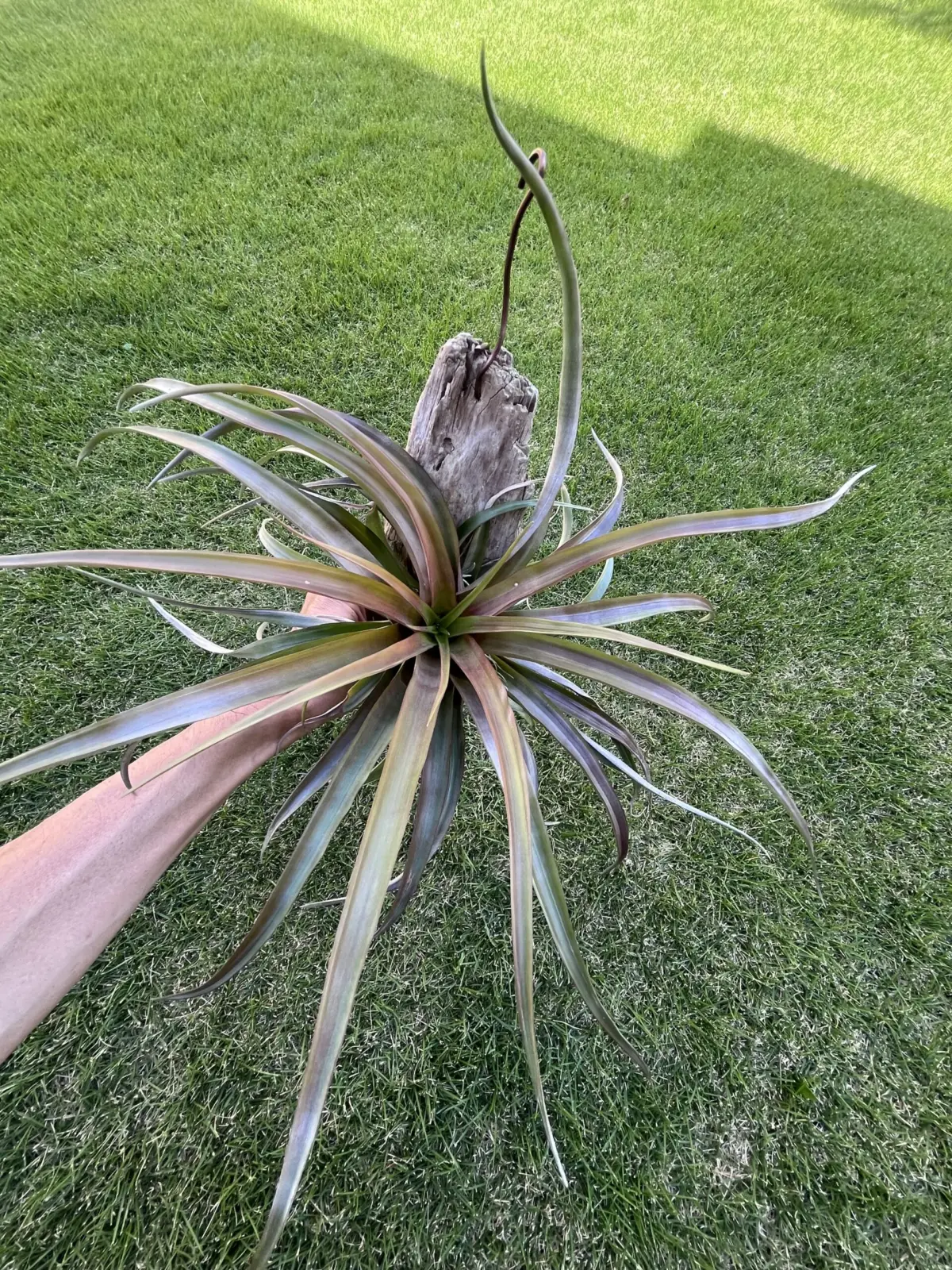 ティランジア カピタータ レッド