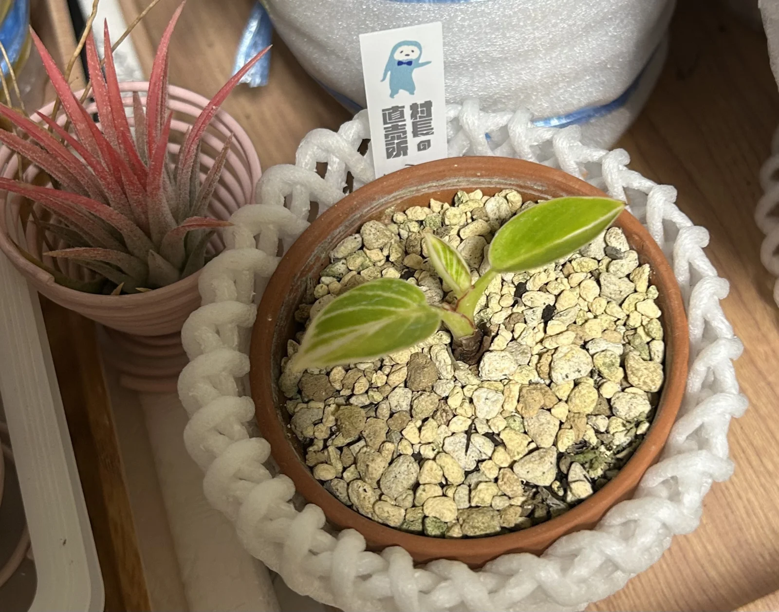 フィロデンドロン バーキンコンパクト