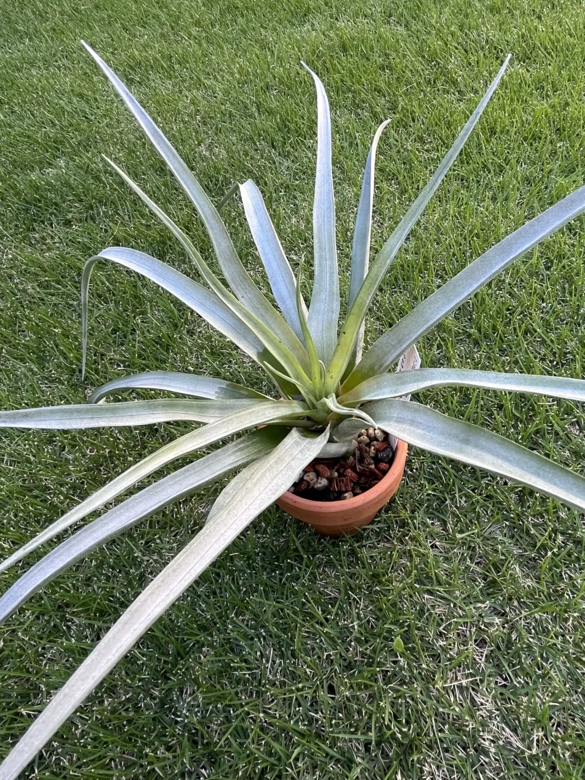 ティランジア カピタータ オレンジ