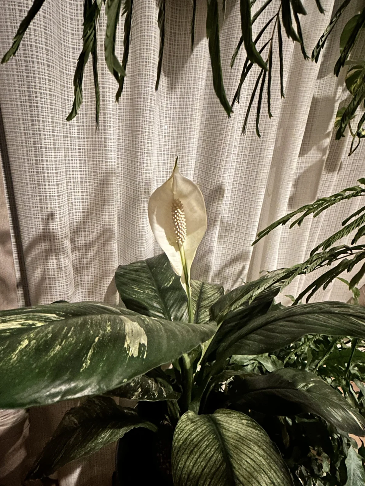 スパティフィラム センセーション バリエガータ 花