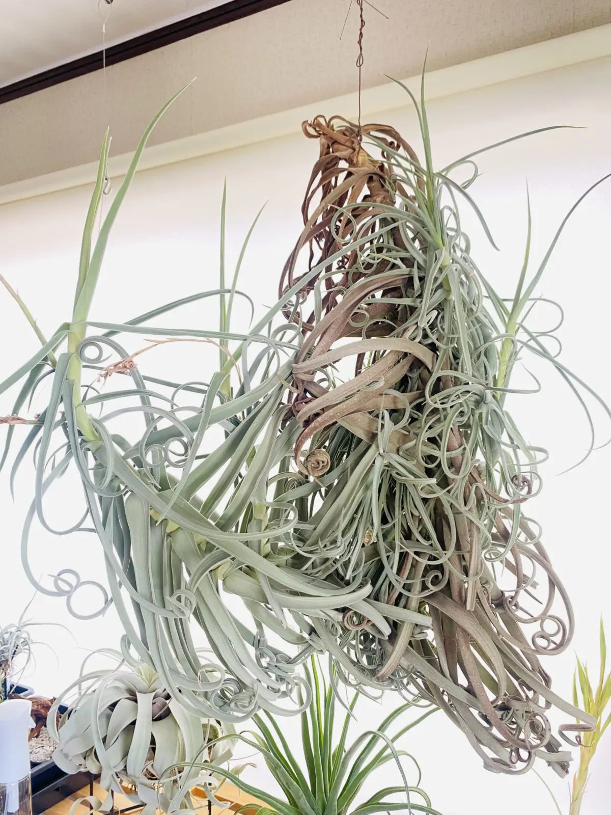 ティランジア ドゥラティ