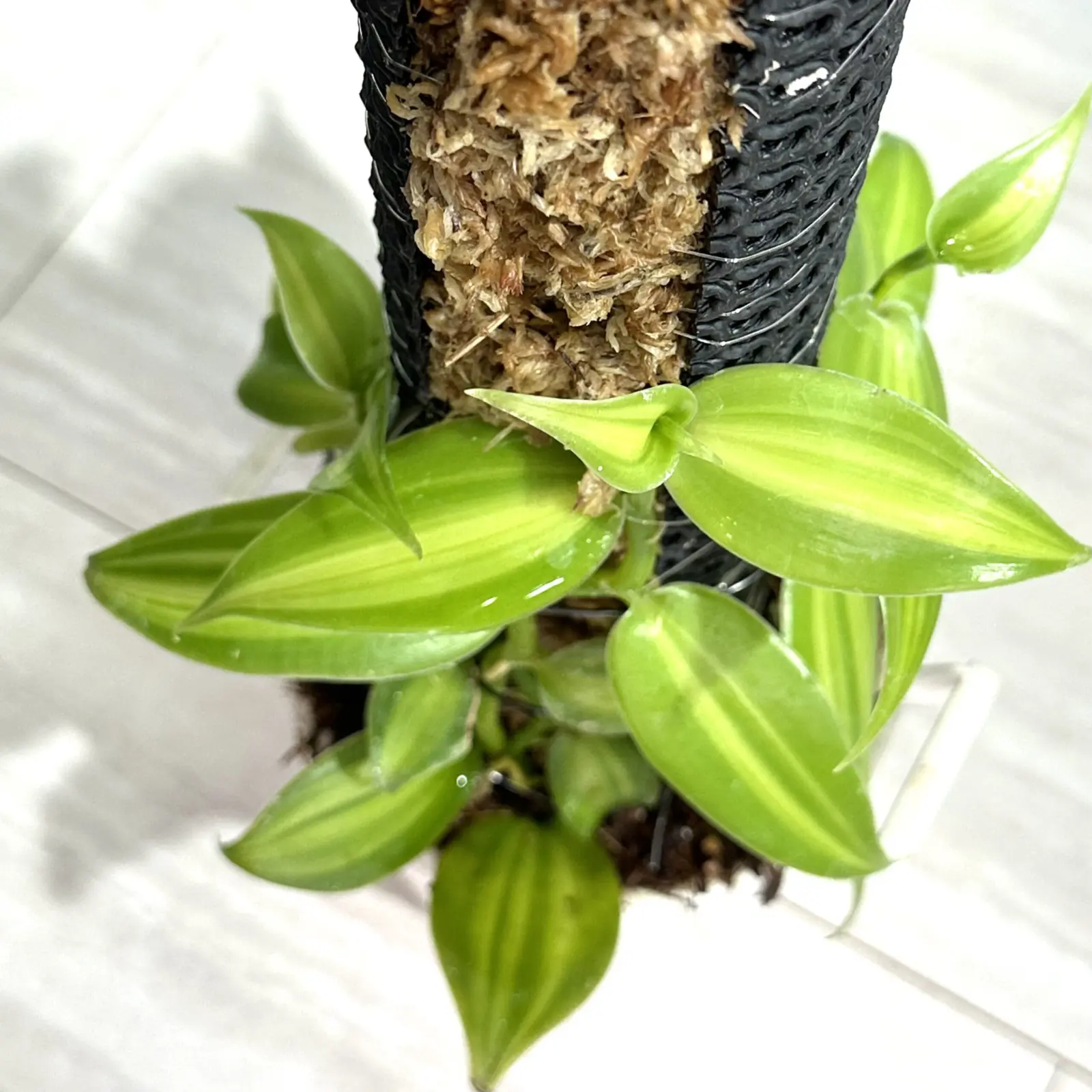 バニラ　着生ラン