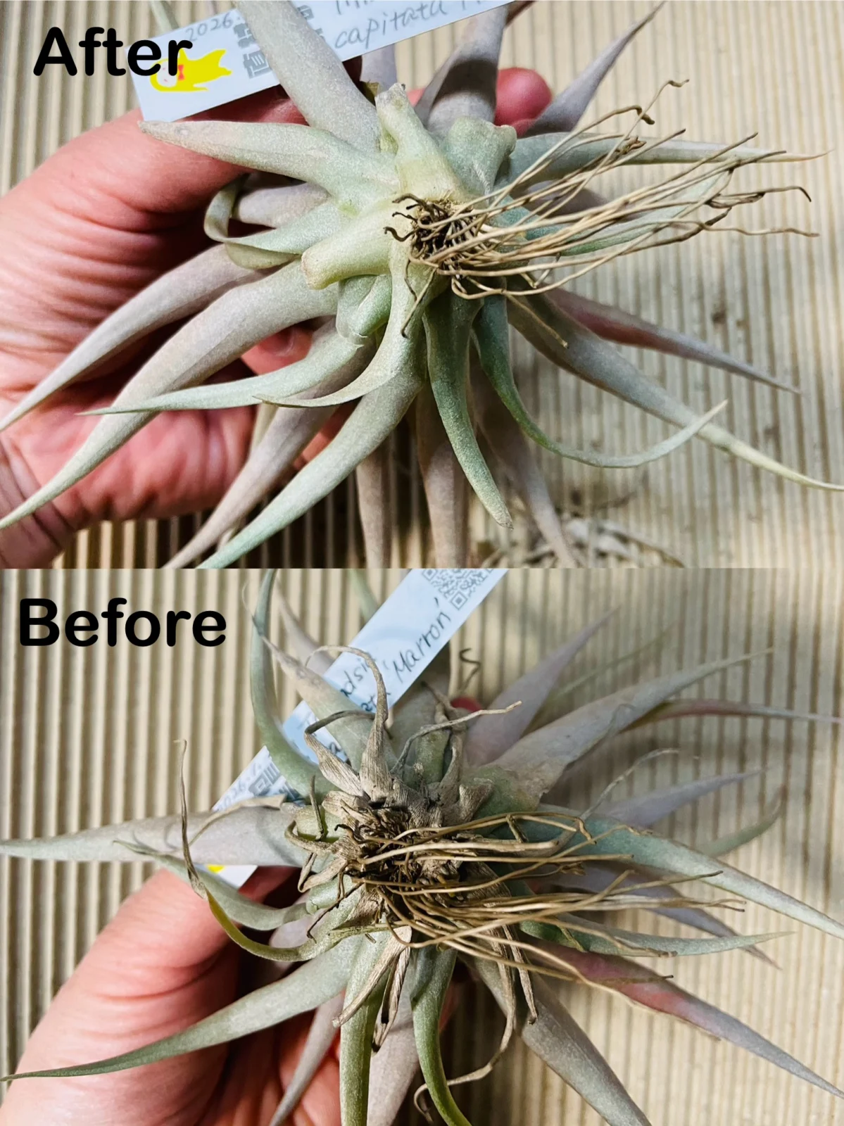 ティランジア　カピタータ　マロン　お尻処理