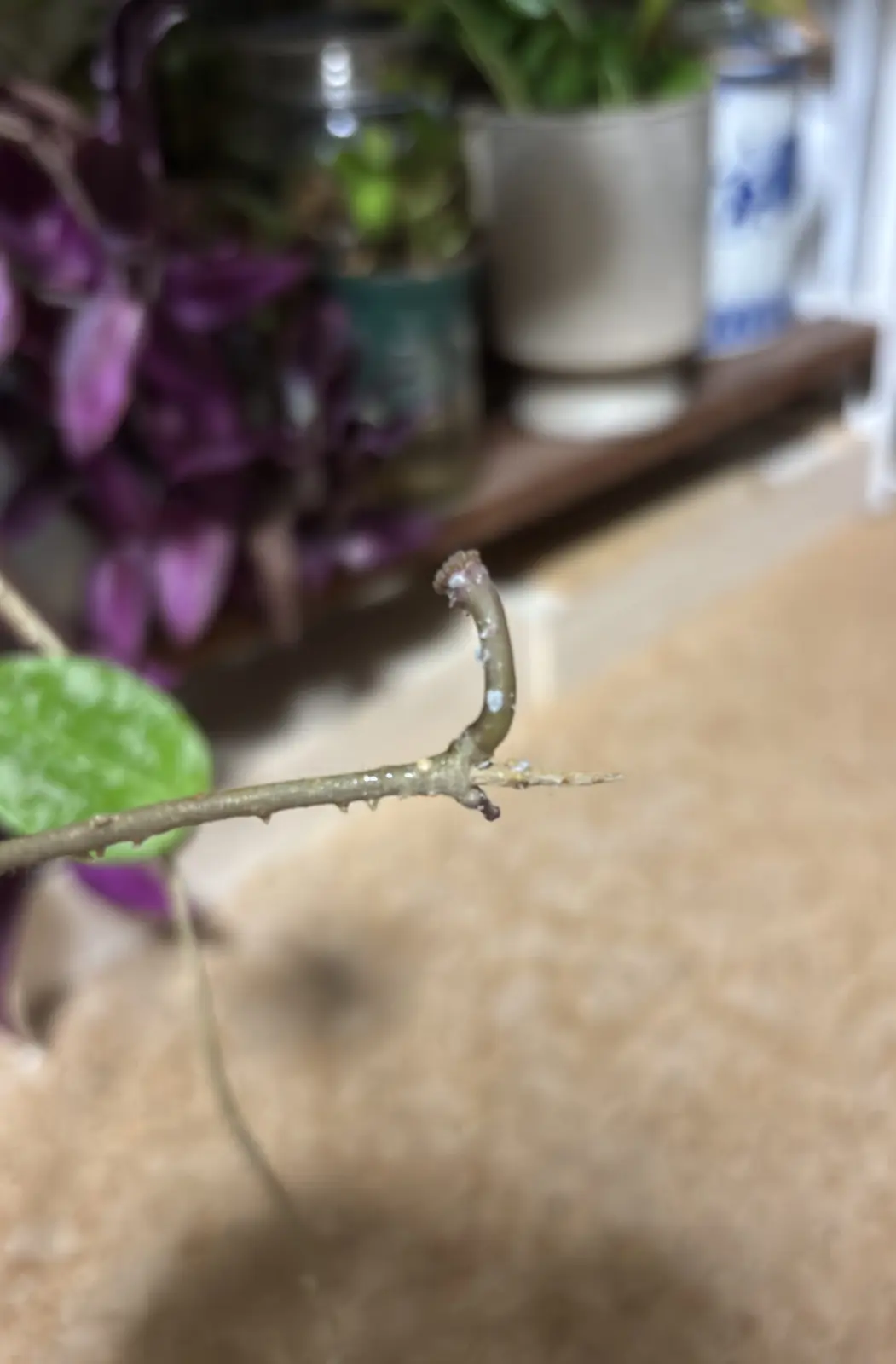 ホヤ パラティシカ ハートリーフ スプラッシュ 害虫 カイガラムシ 花芽
