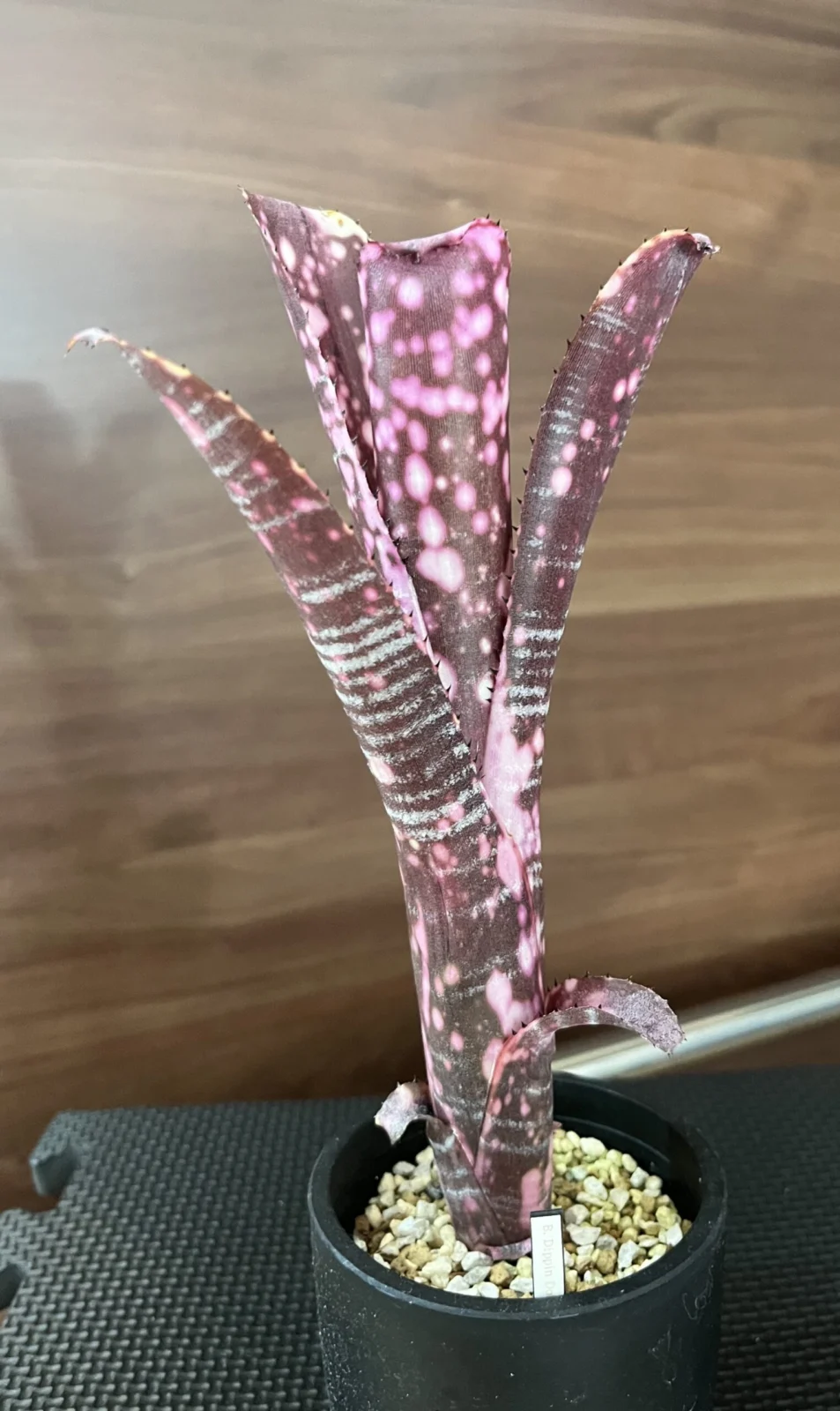 ビルベルギア ディッピンドッツ