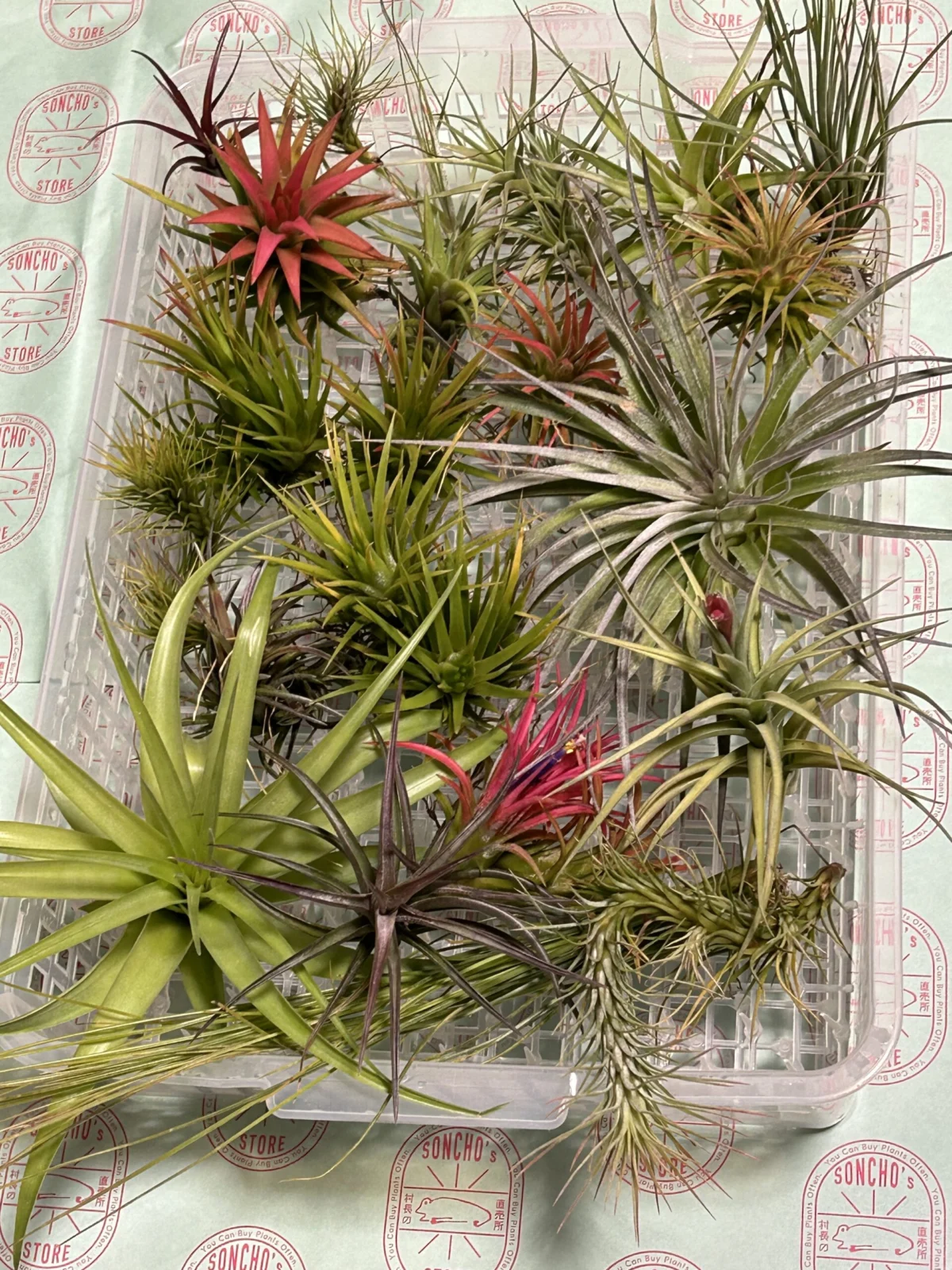 ティランジア お片付け箱