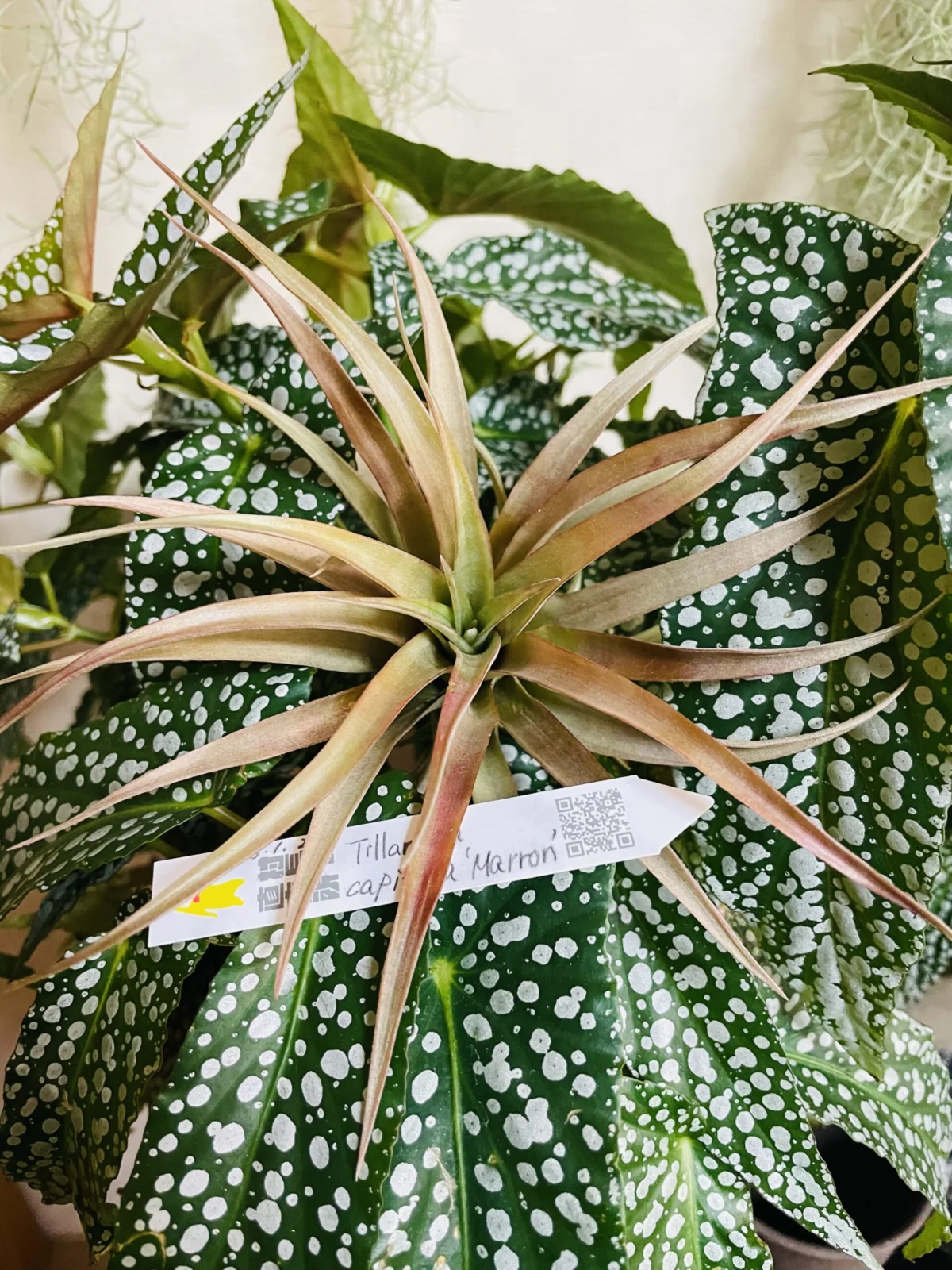 ティランジア　カピタータ　マロン