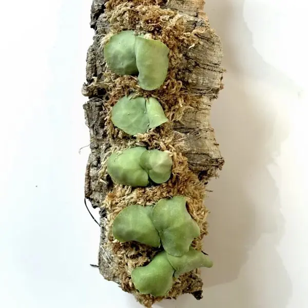 ディスキディア　sp. 蟻植物