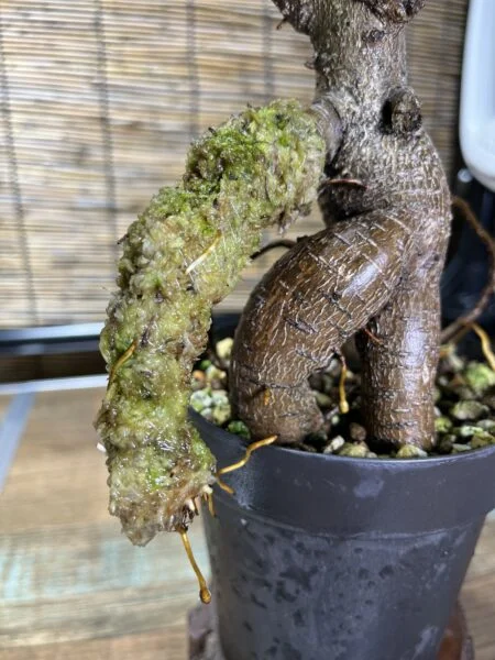 ガジュマル　気根チャレンジ　⑥