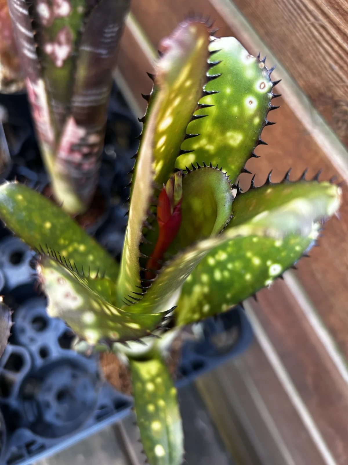 ビルベルギア　花芽