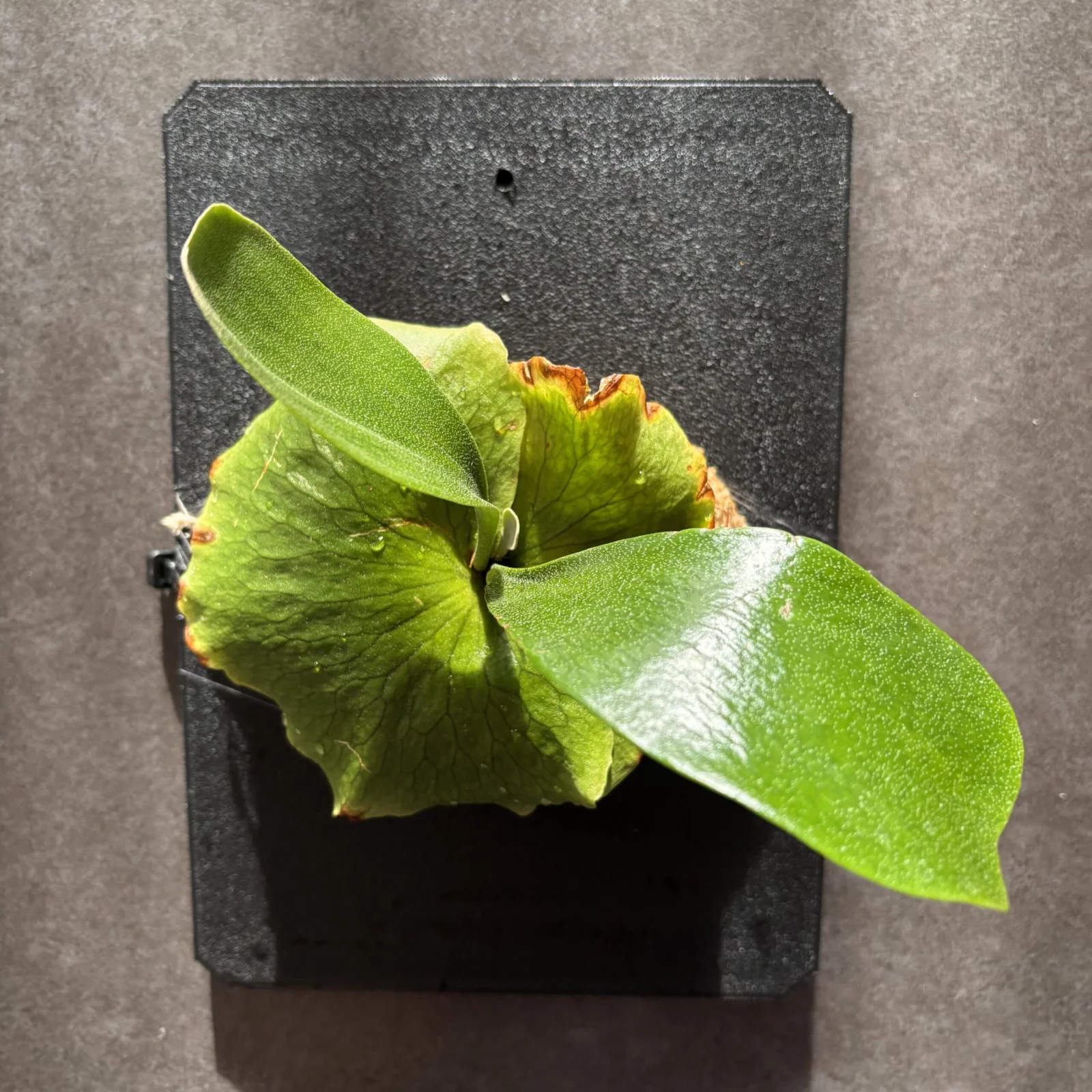 ビカクシダ　エリシー