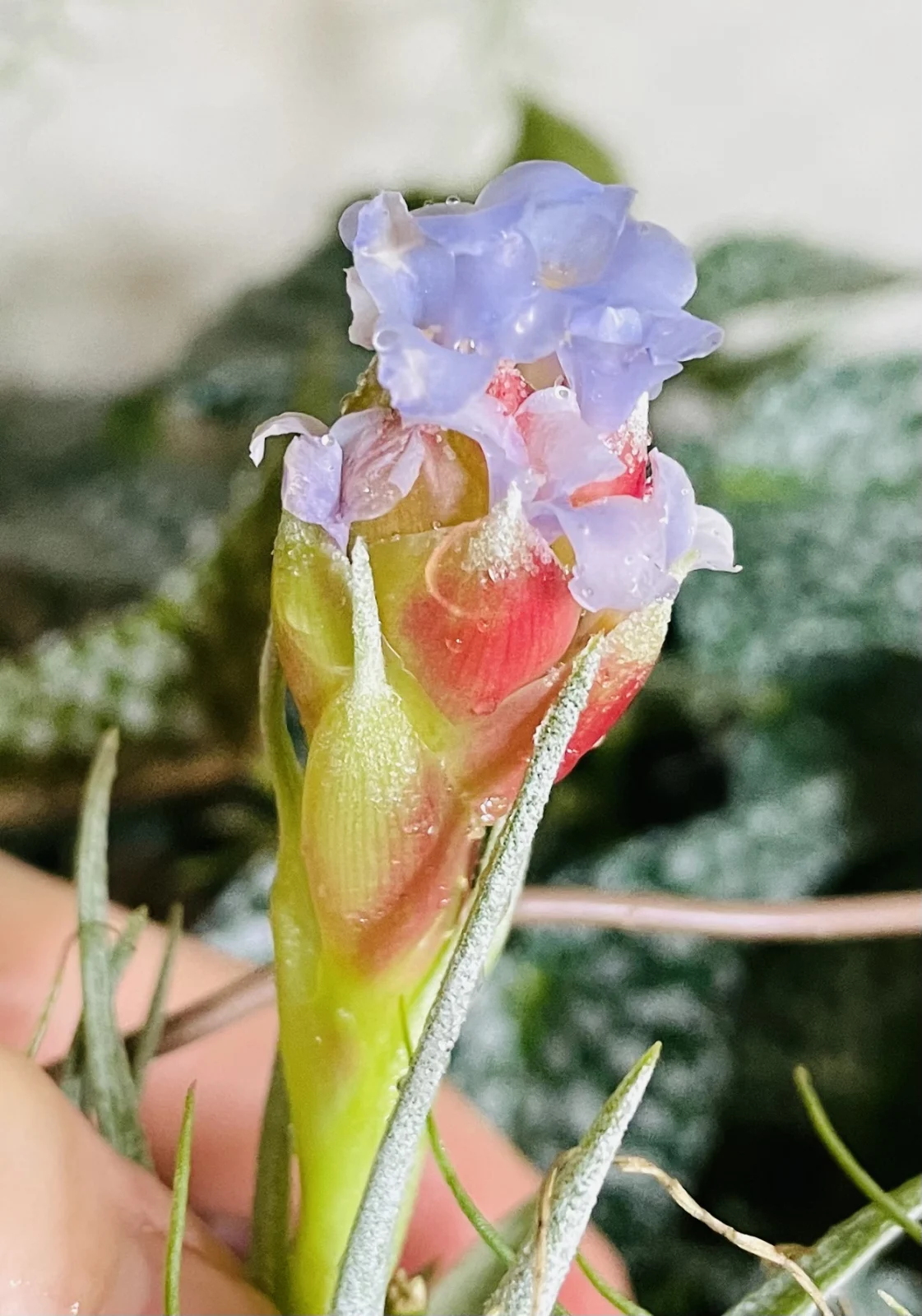 ティランジア　札落ち　花