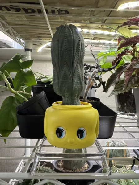 ユーフォルビア　オベサ　雄　オス
