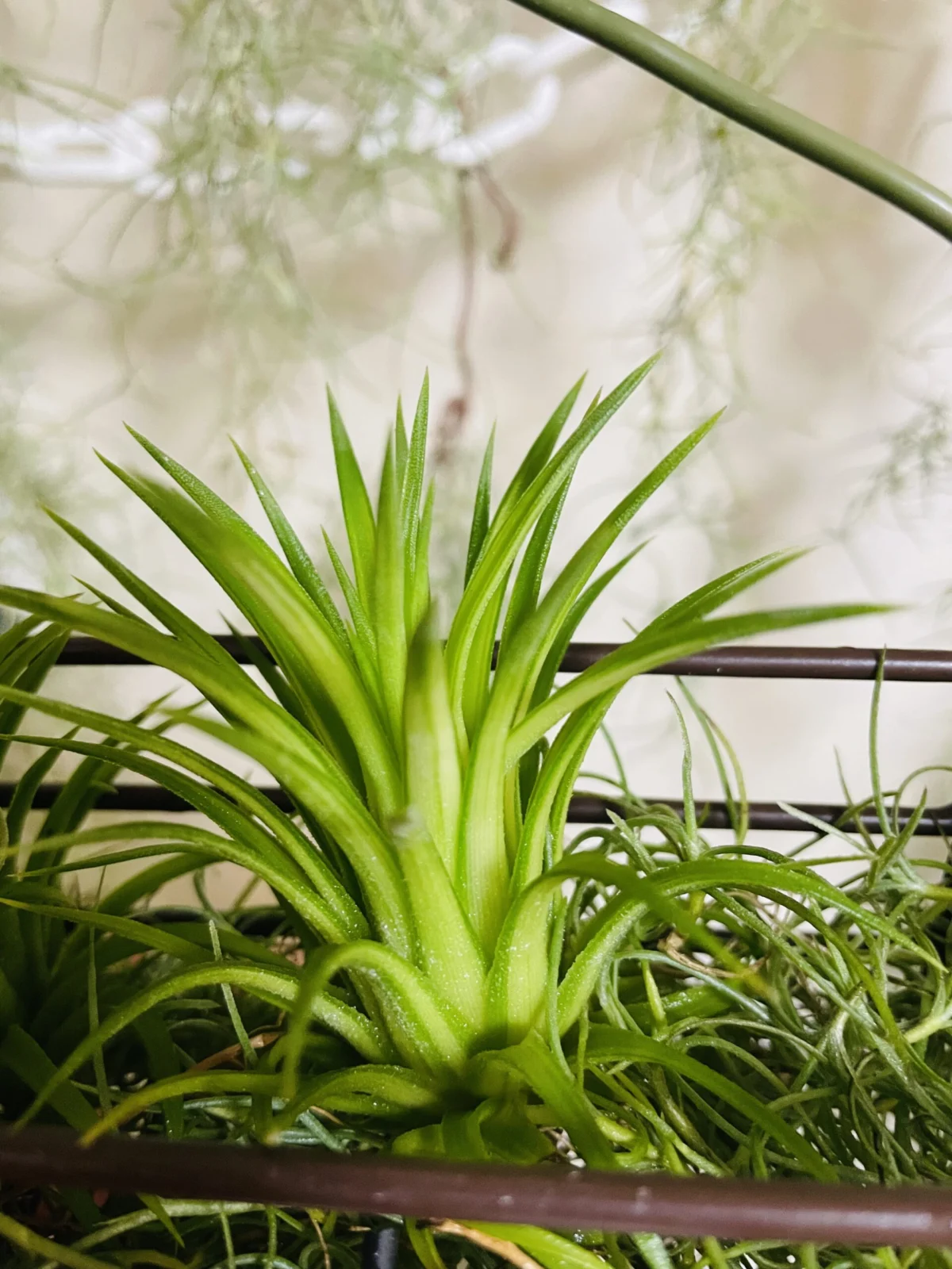 ティランジア　イオナンタ　バリエガータ