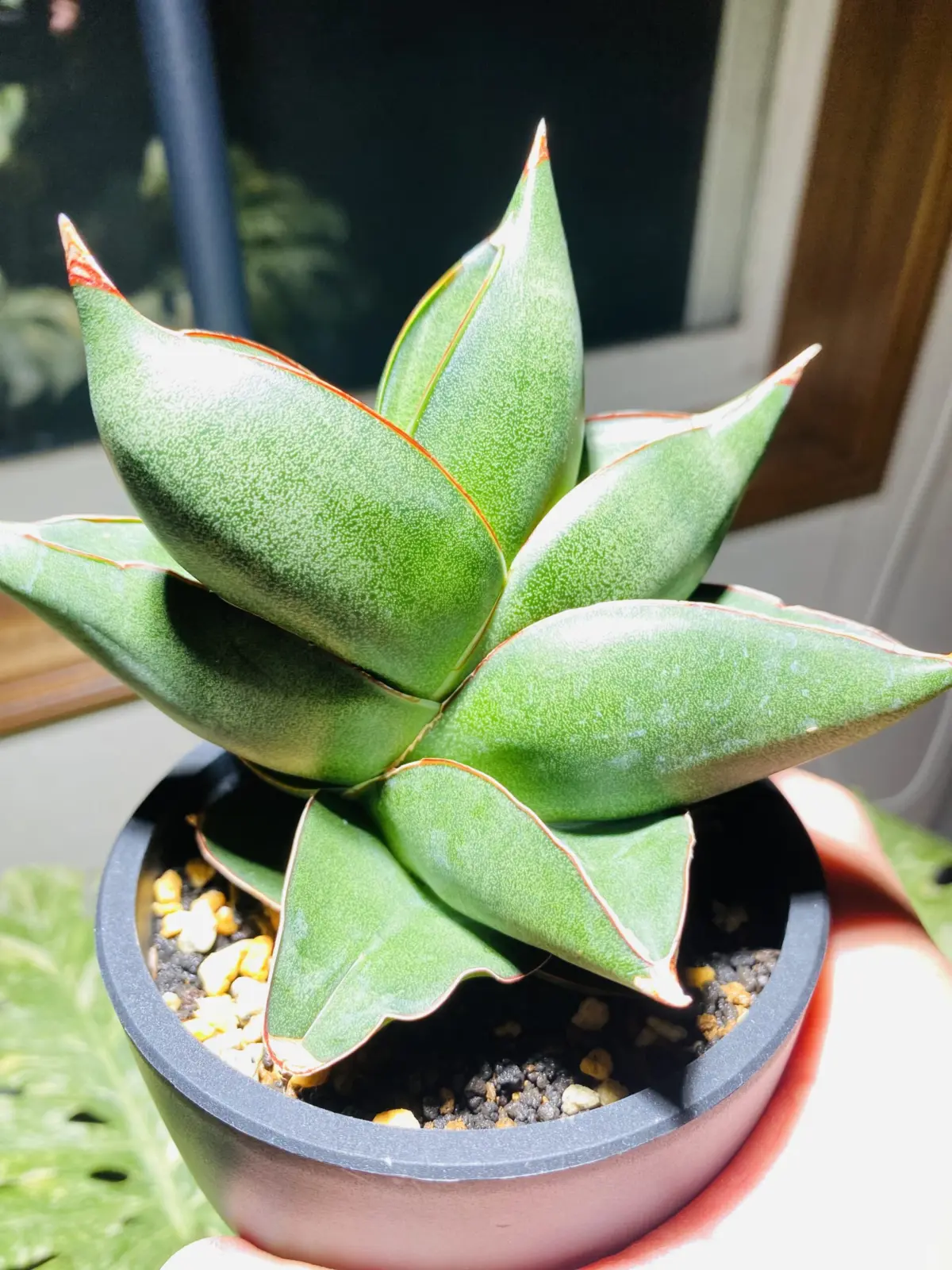 サンセベリア オペラハウス