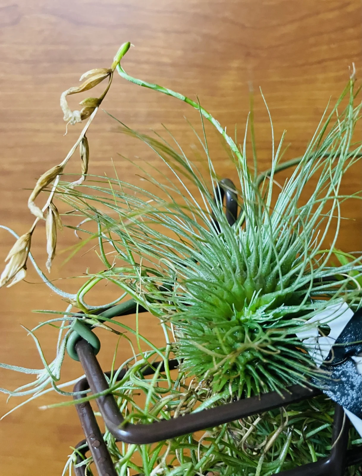 ティランジア フックシー 子株