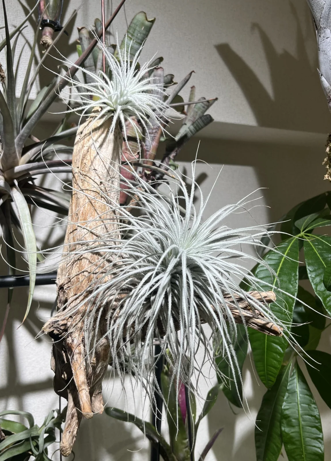 ティランジア テクトラム