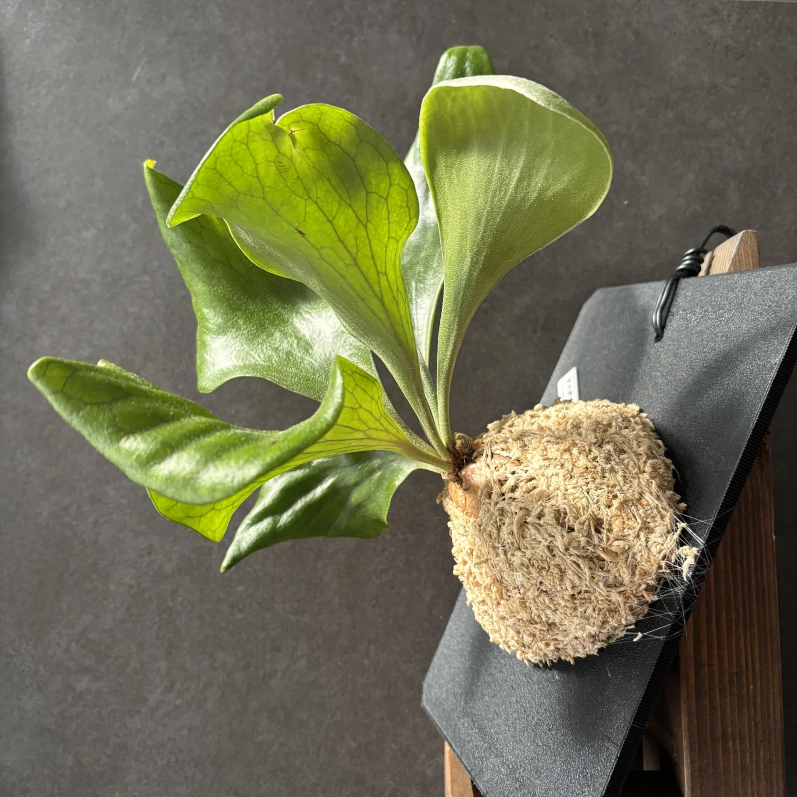 ビカクシダ　クンポン