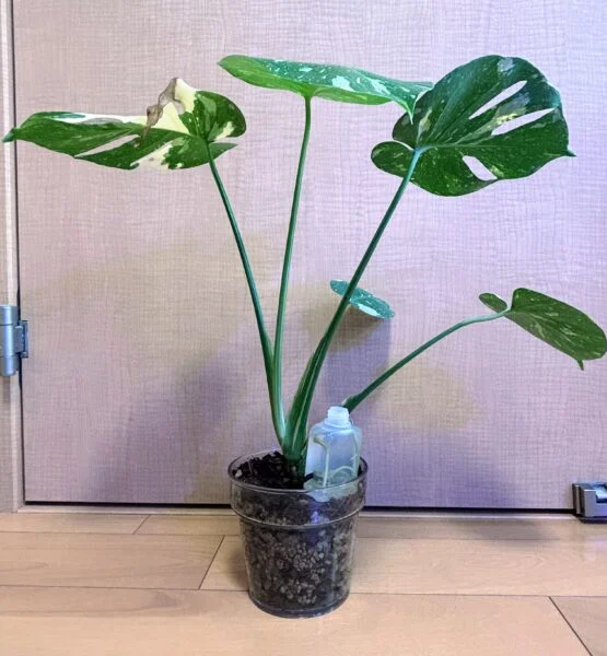 モンステラ デリシオーサ タイコンステレーション ダサい