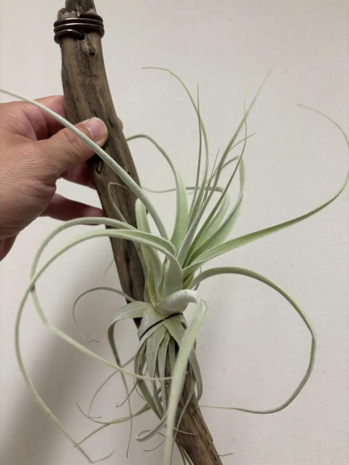 ティランジア　ストラミネア　流木付け