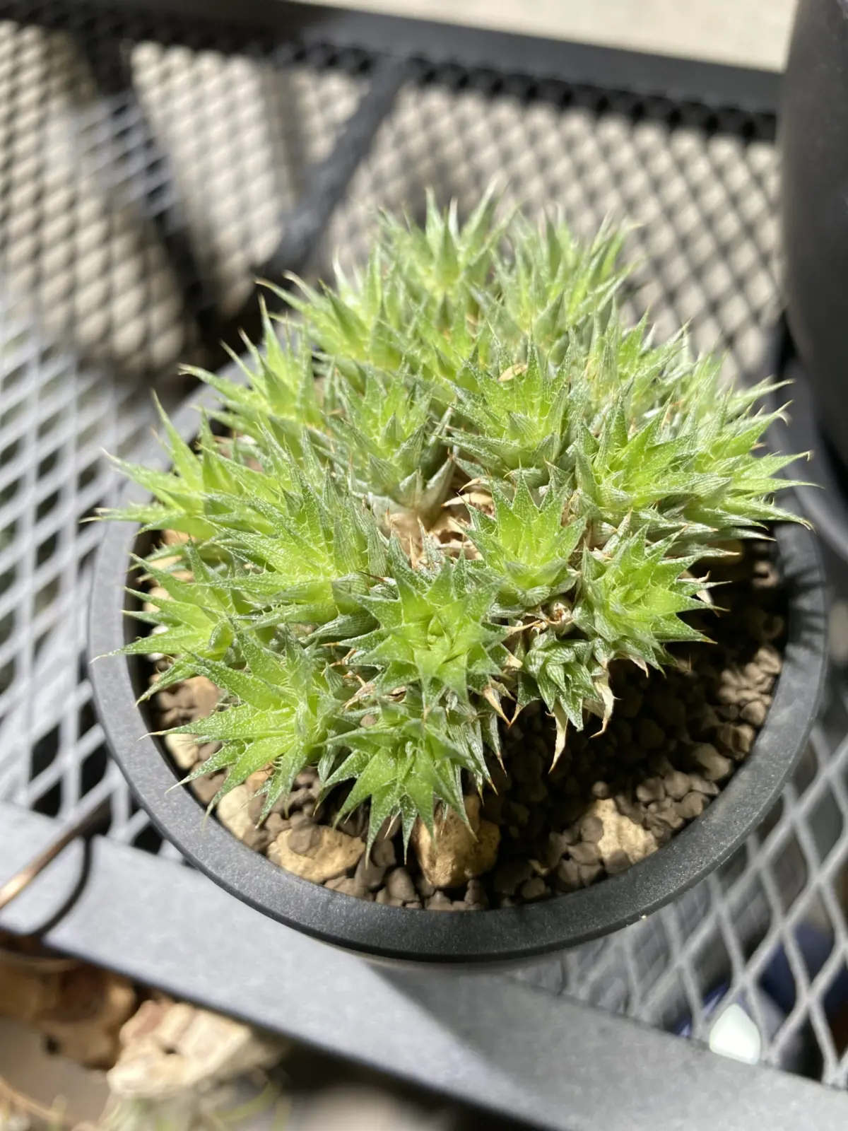 デウテロコニア ブレビフォリア