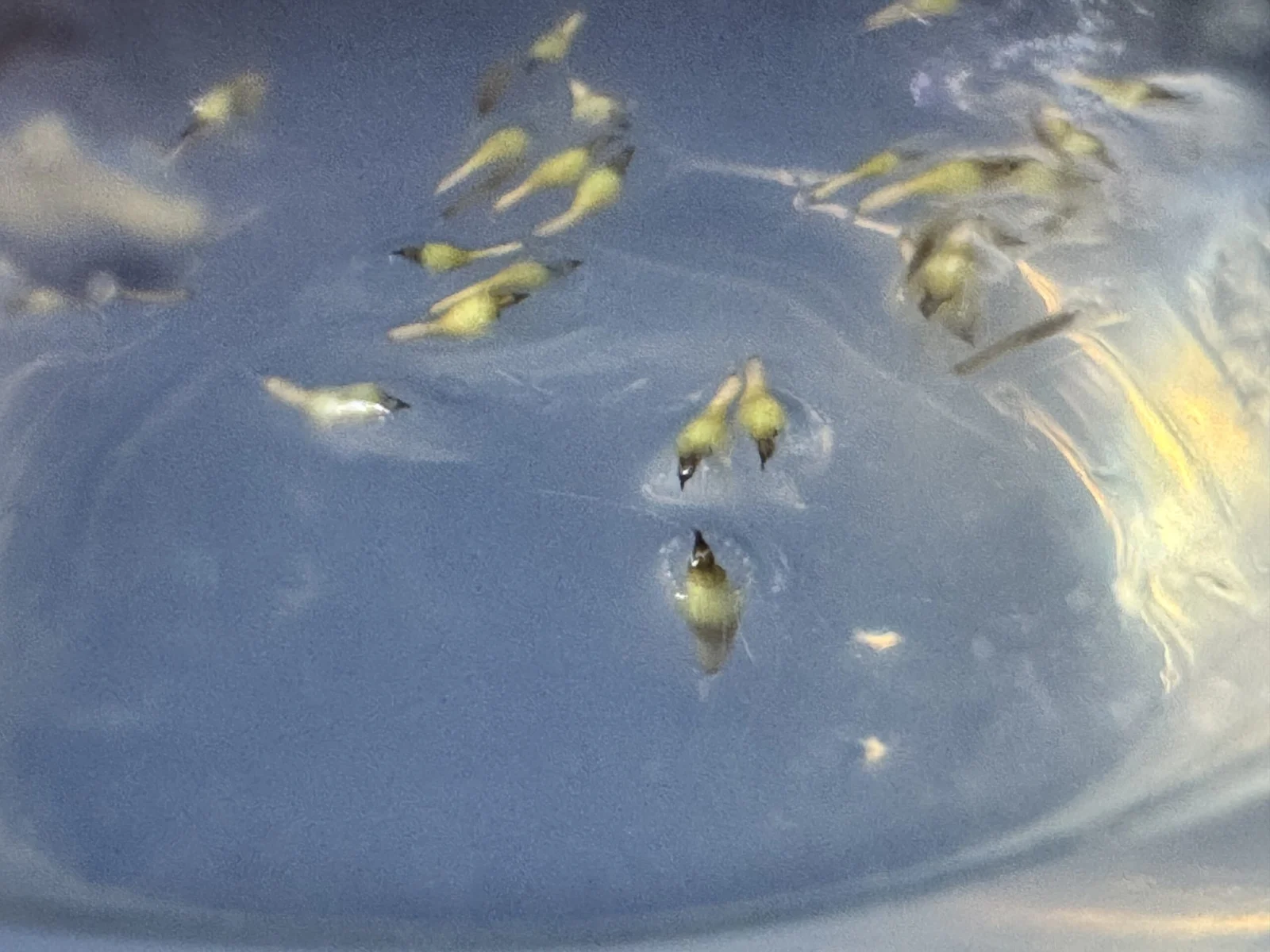 ティランジア　バンハイニンギー　無菌播種　4日目
