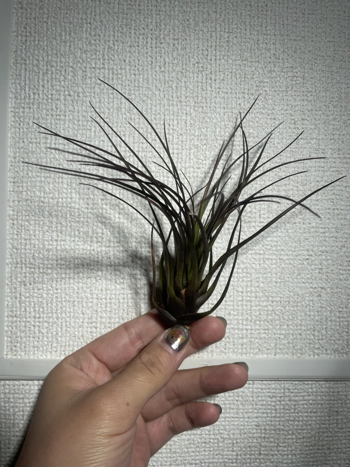 ティランジア　トリコロール