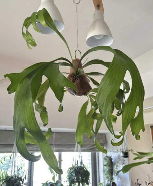ビカクシダ　札落ち　苔玉