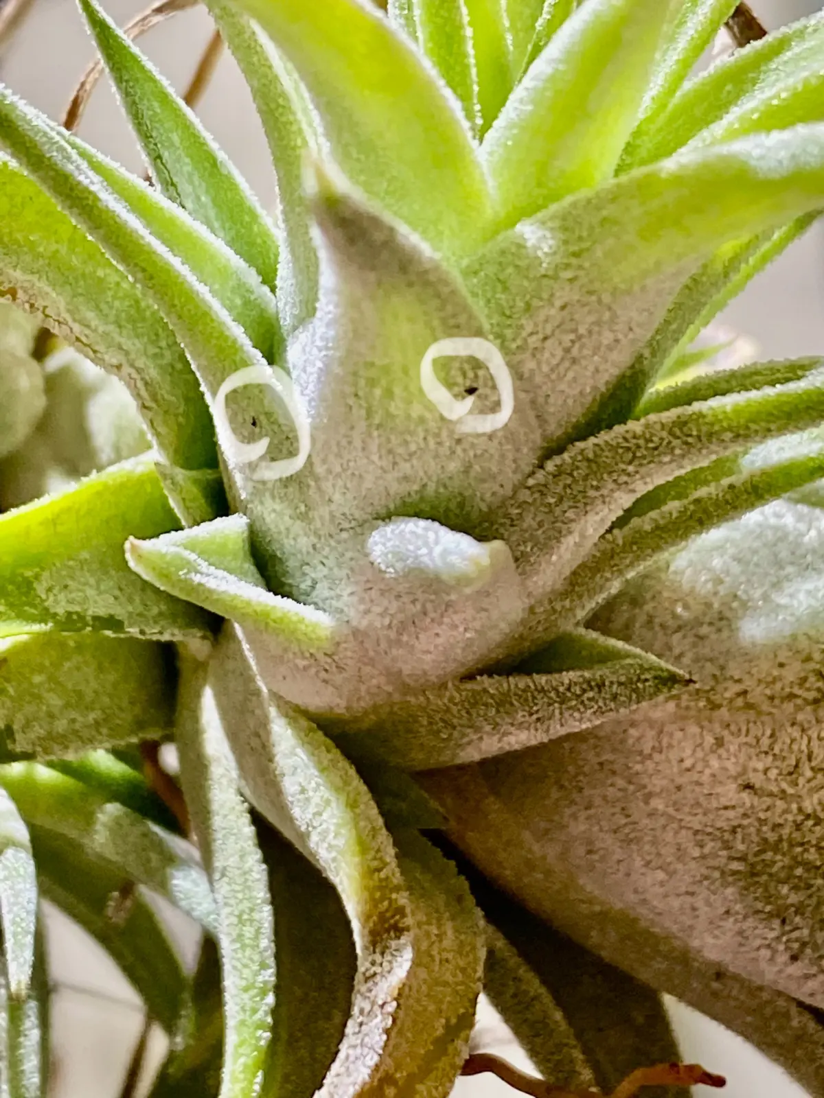 ティランジア バンハイニンギー