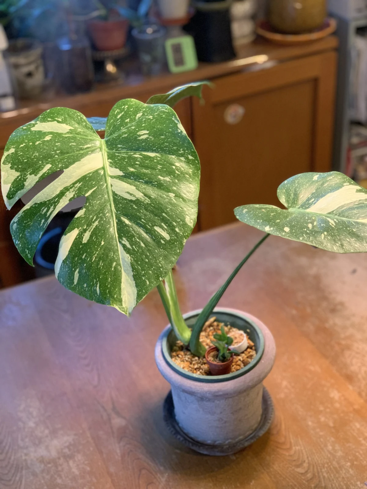 モンステラ　デリシオーサ　タイコンステレーション