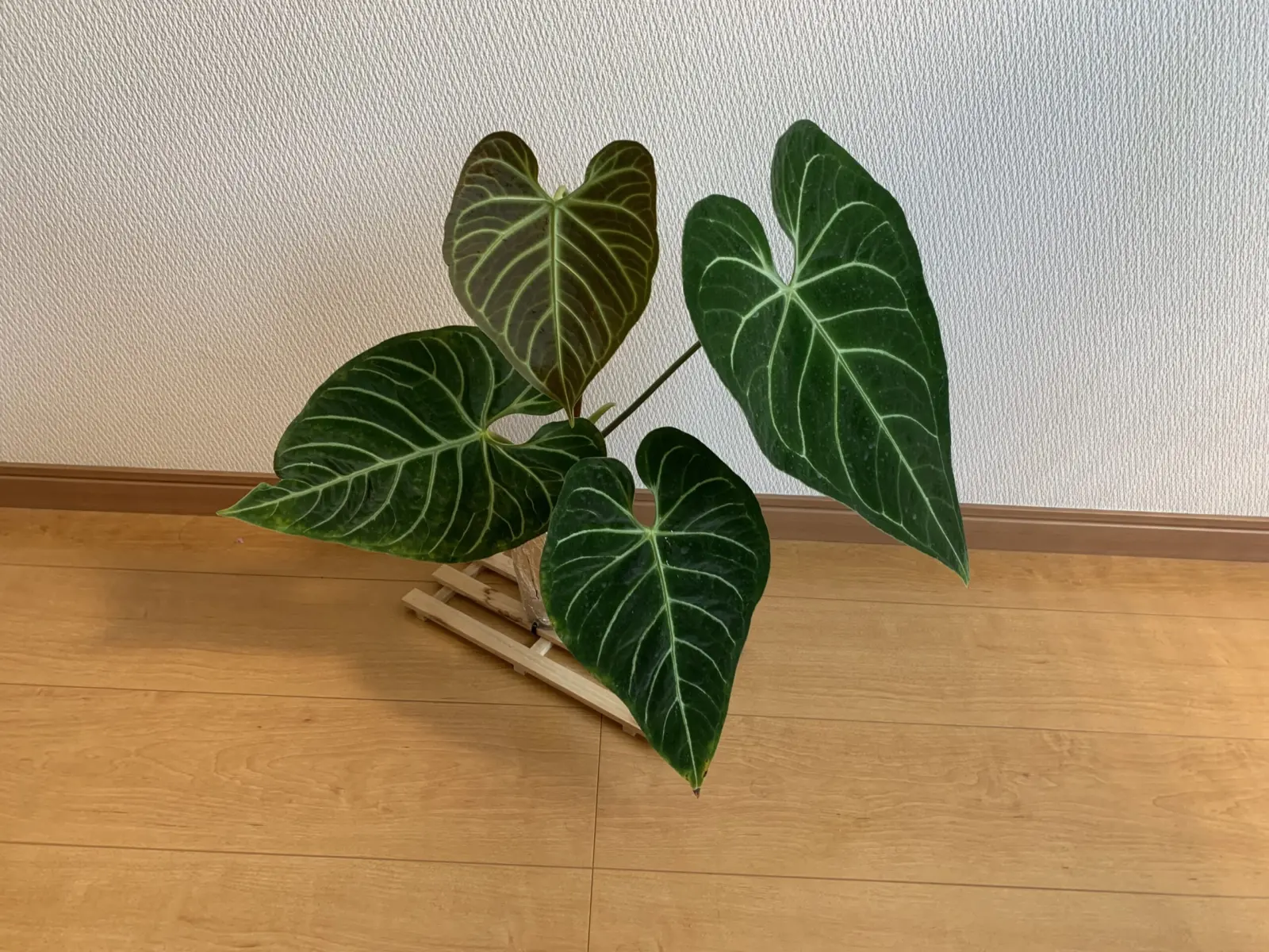 アンスリウム　レガレ