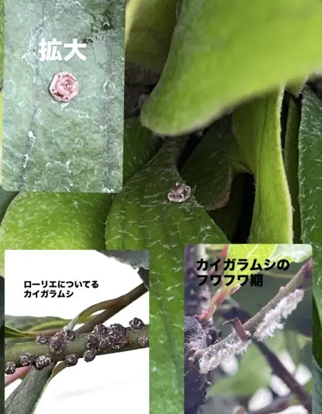 ビガクシダ コモチ 苔玉 カイガラムシ 害虫