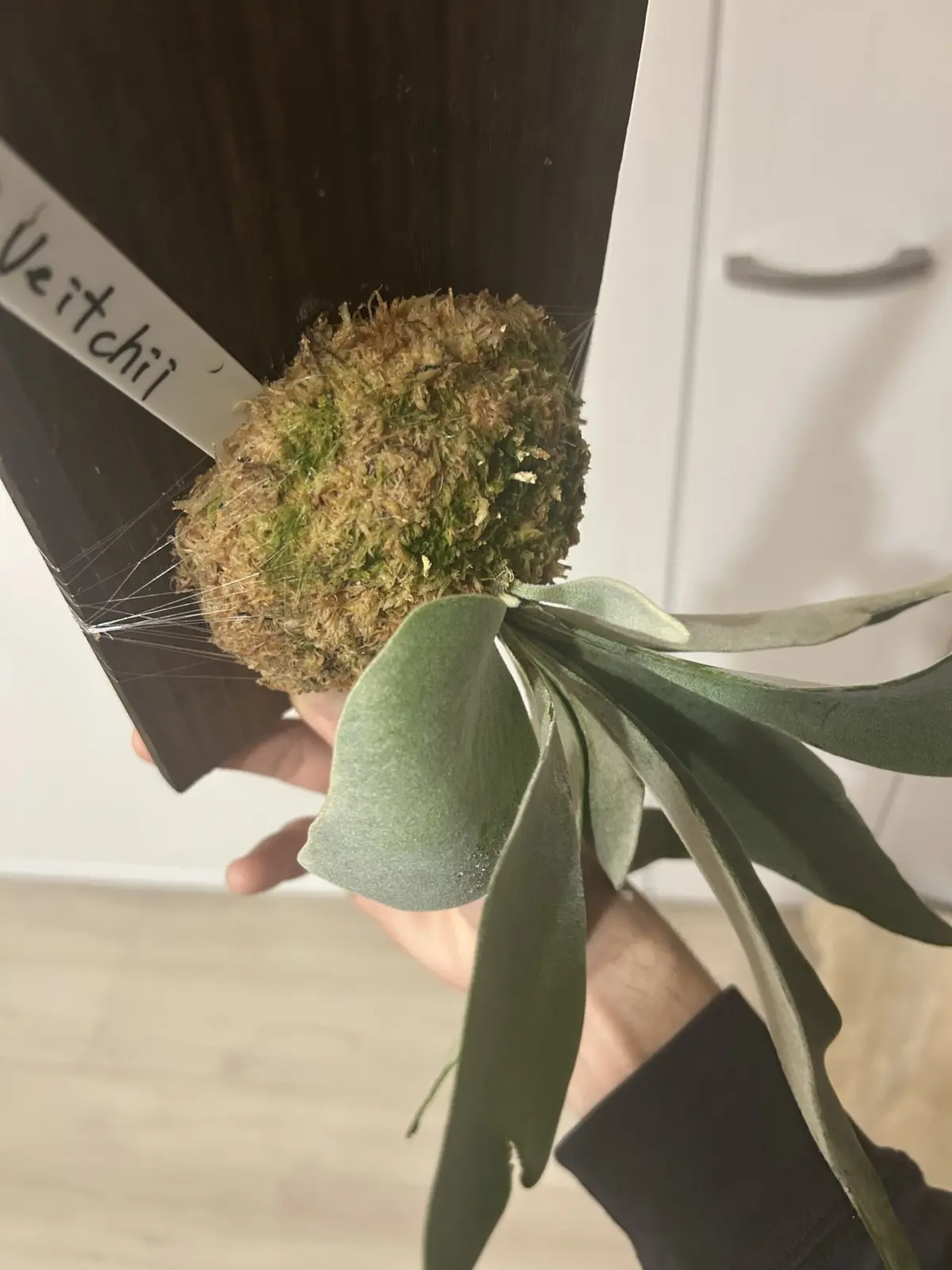 ビカクシダ　ベイチー