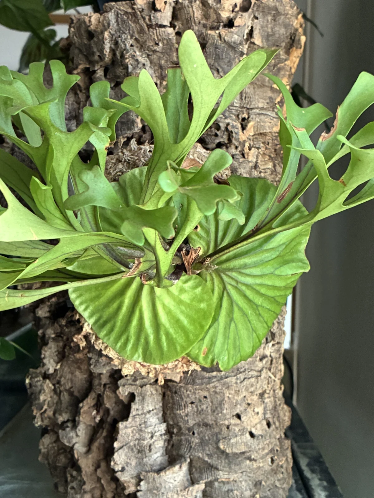 ビカクシダ リドレイ 山採り