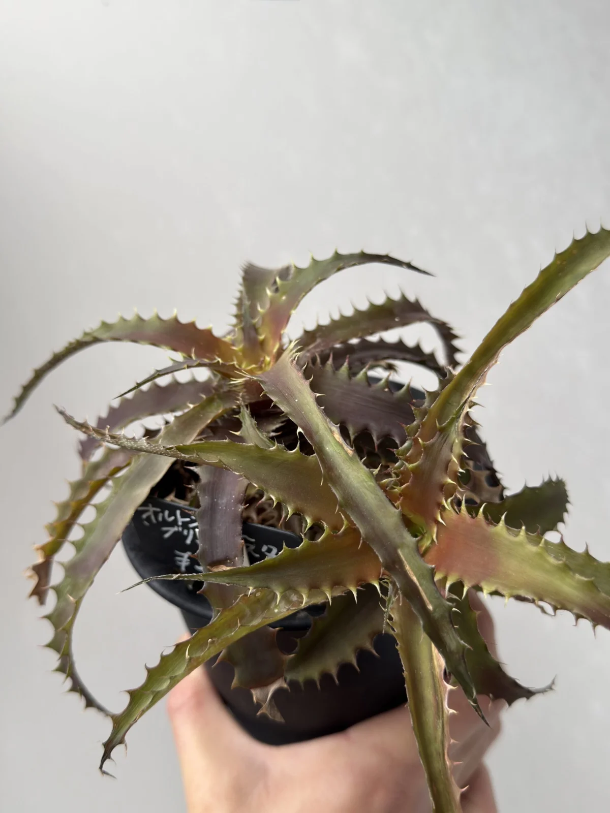 オルソフィツム ブリットルスター