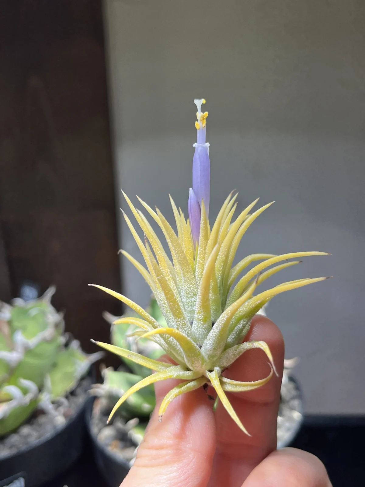 イオナンタ　ブルーアイドゥルイド