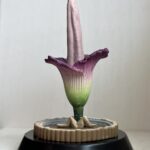 plant_mieのアバター
