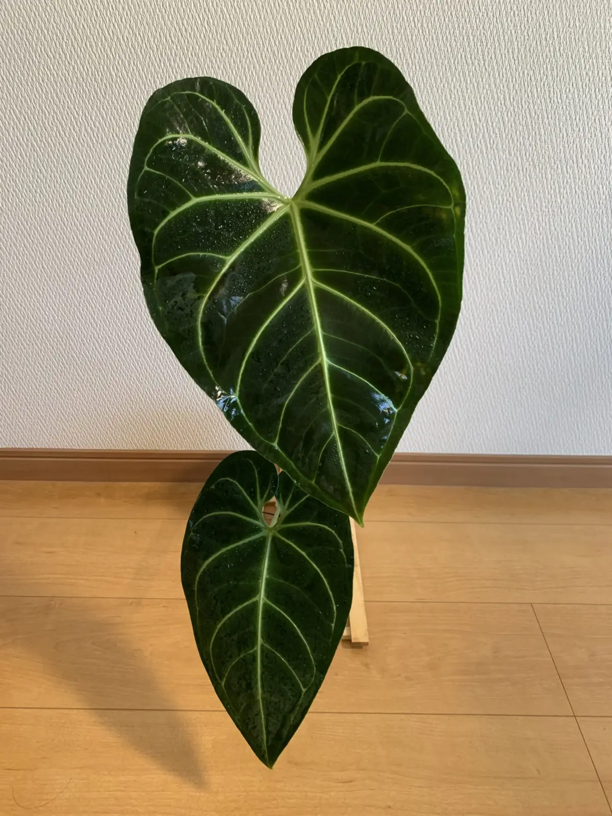 アンスリウム　レガレ