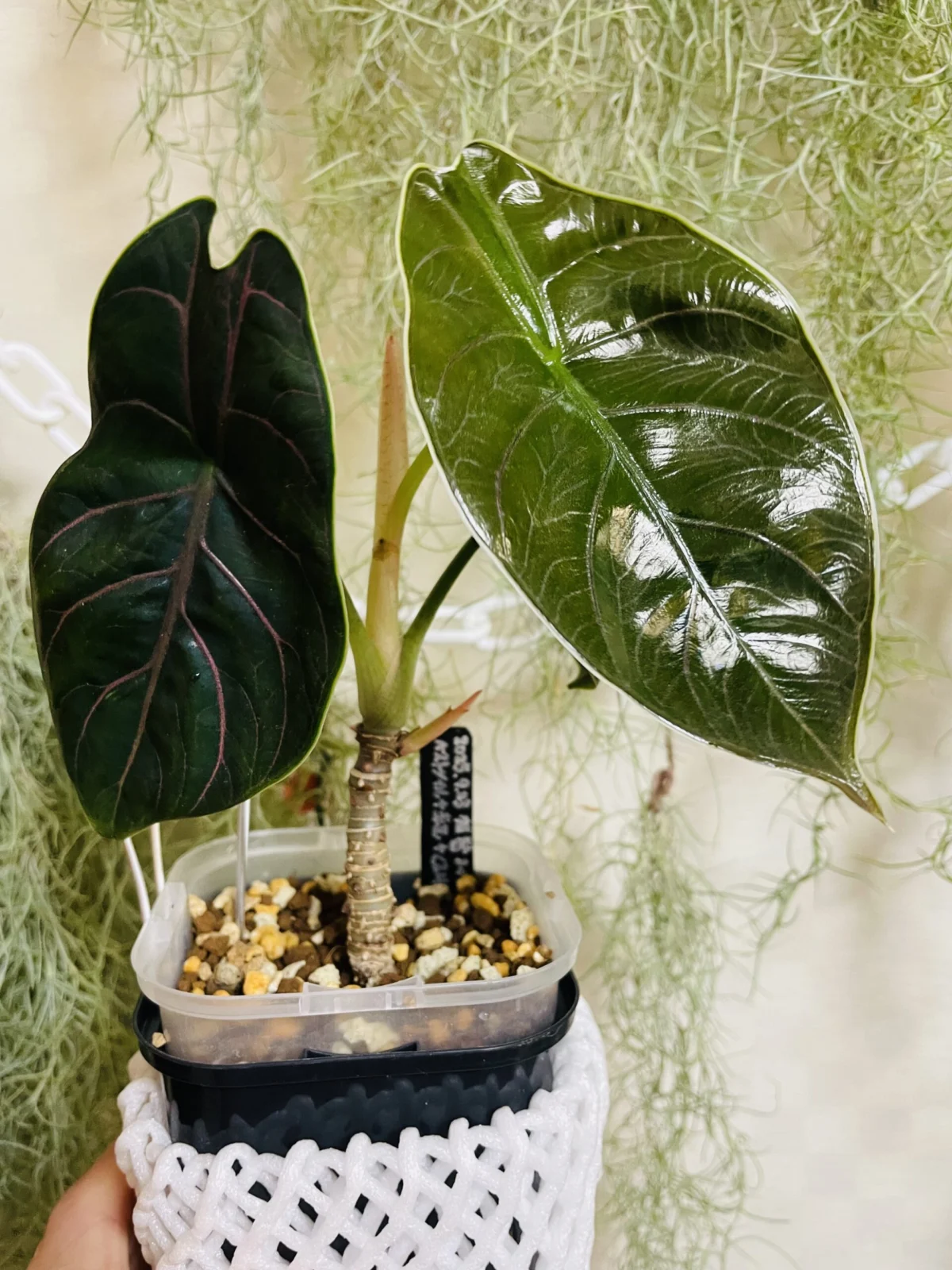 アロカシア　アズラニー　新葉展開