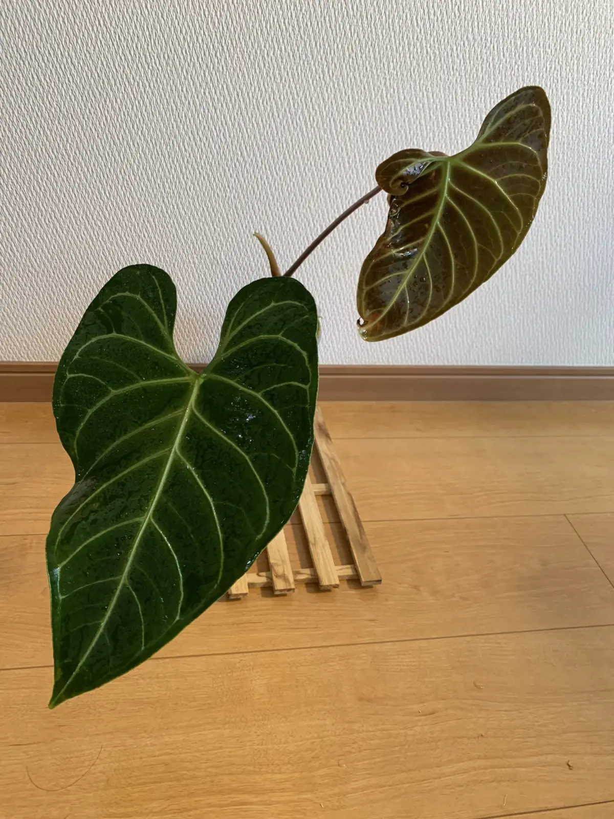 アンスリウム　レガレ