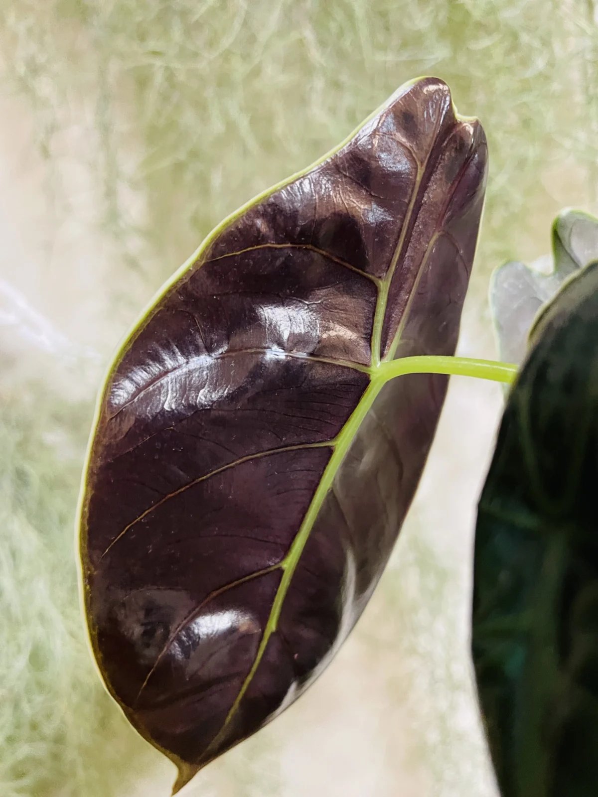 アロカシア　アズラニー　新葉の裏