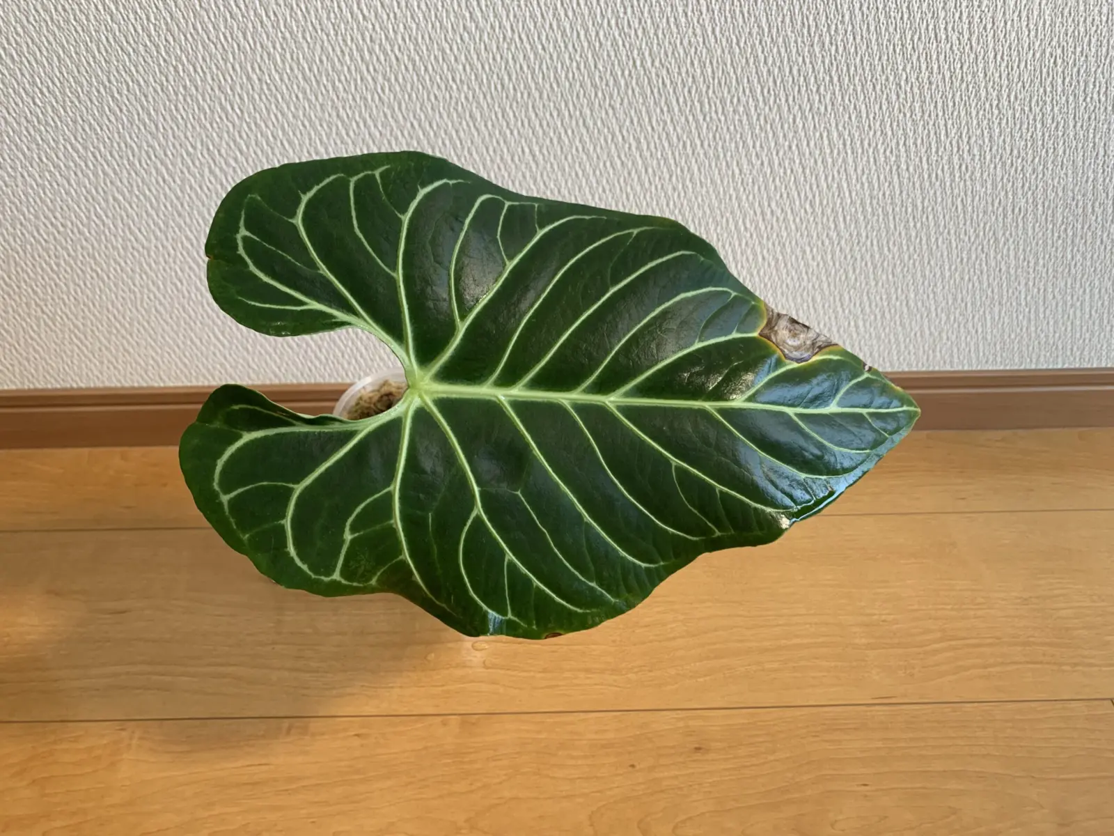 アンスリウム　レガレ