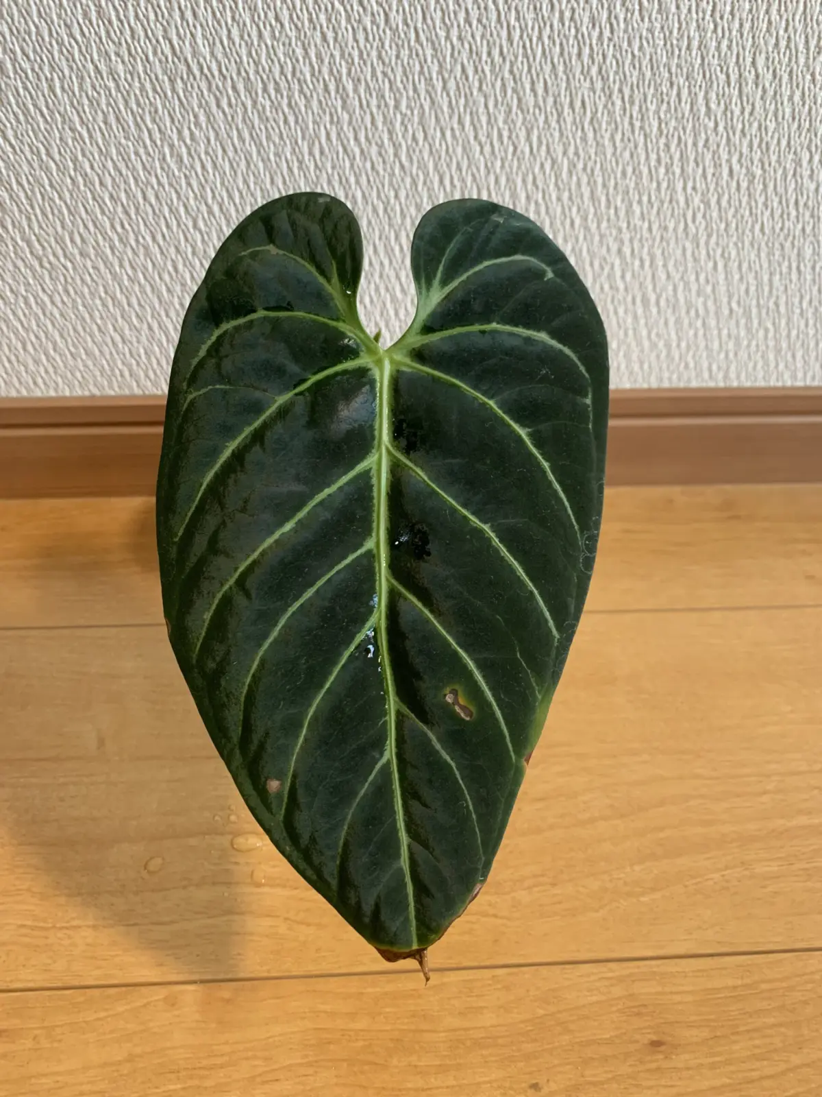 アンスリウム　レガレ