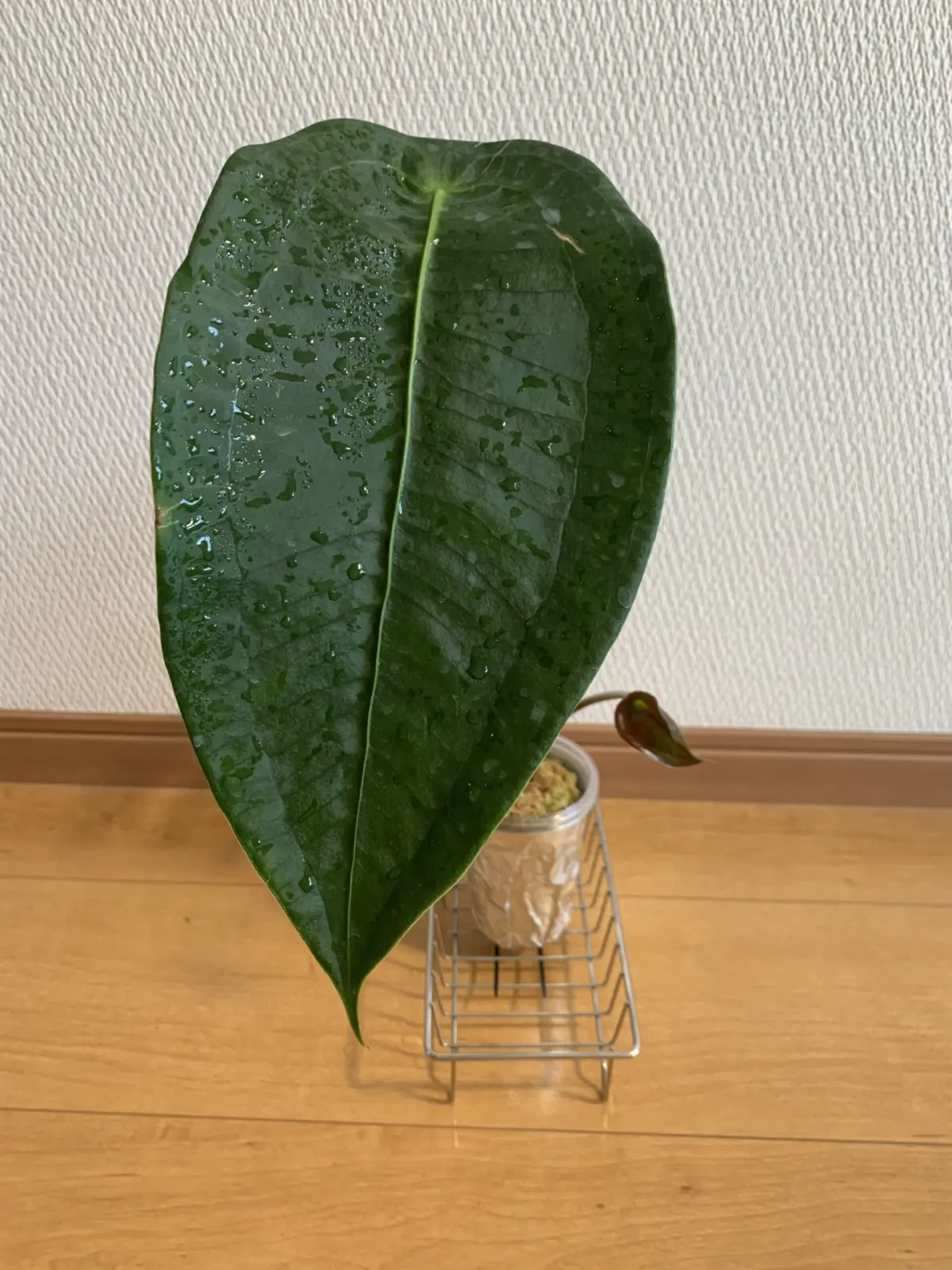 アンスリウム　ペルティゲラム