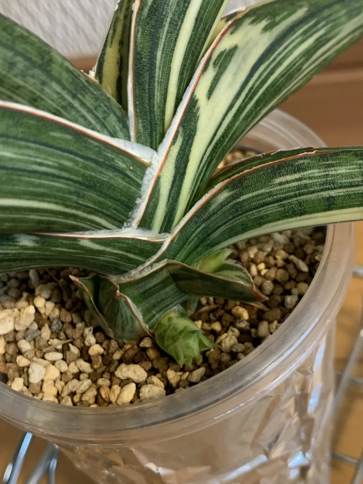 サンセベリア　ラブラノス1970 白斑