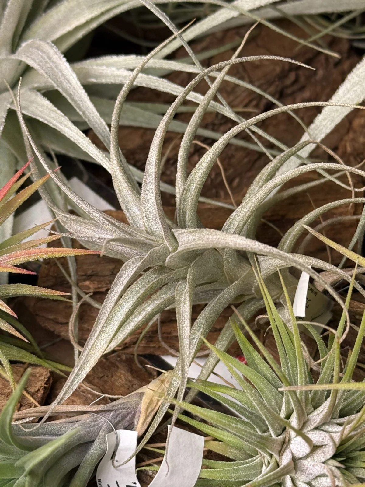 ティランジア ウェルデルマニー