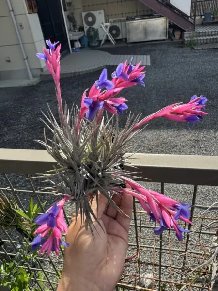 ティランジア　アエラントス　ニグラ　花